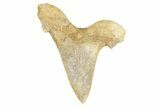 Serrated Sokolovi (Auriculatus) Shark Tooth - Dakhla, Morocco #249399-1